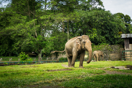 two big elephants in the cage with pool surrounding by fence and trees photo taken in Ragunan zoo Jakarta Indonesiaの写真素材