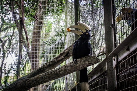 A hornbill julang sulawesi holding a piece of fruit on his bill photo taken in Jakarta Indonesiaの写真素材