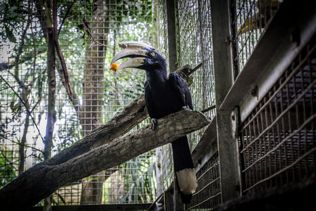 jejang sulawesi baleraica pavonica holding a piece of fruit on his bill photo taken in Jakarta Indonesiaの写真素材