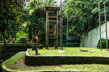 orangutan climbing dead tree in the cage surrounding by wall and tree photo taken in Jakarta Indonesiaの写真素材
