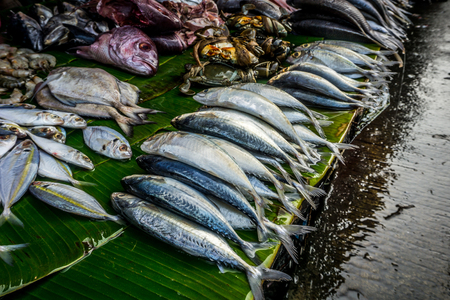 various kind of fish on banana leaf on traditional market in bogor indonesiaの写真素材