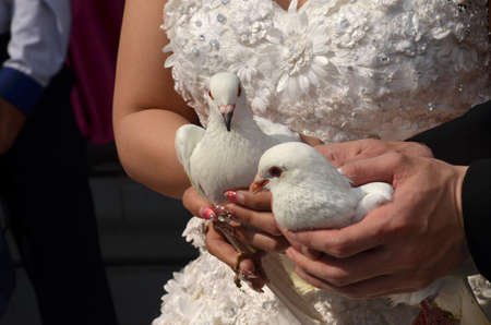 a pair of doves