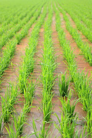 Paddy field 