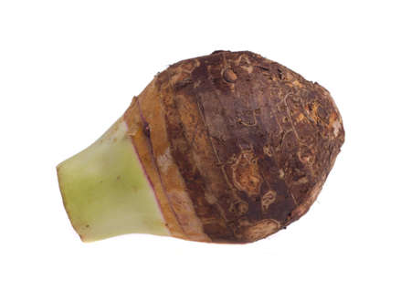Taro on white backgroundの写真素材