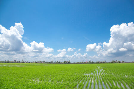 Paddy field with blue skyの写真素材
