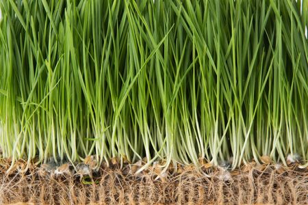 wheat grass isolated on white background