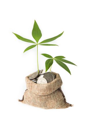 Plant Growing In Savings Coins/ investment and retirement or education Conceptの写真素材