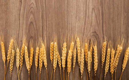 Spikelets of wheat on old wooden tableの写真素材
