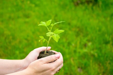 The girl holds a young tomato seedling in her hand on a relayed background