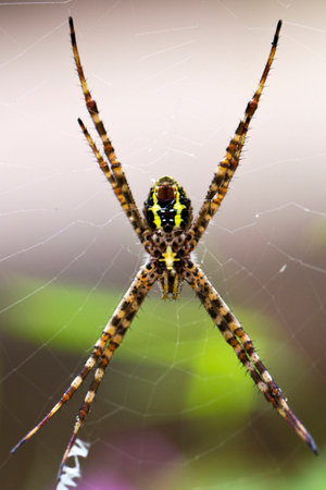 Spiderの写真素材