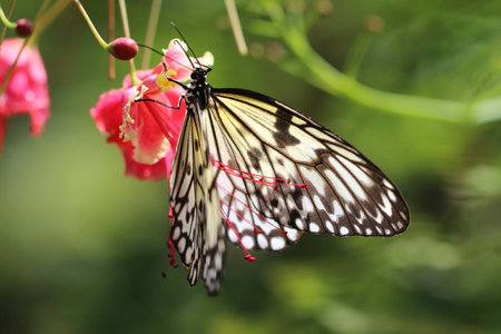 Butterflyの写真素材