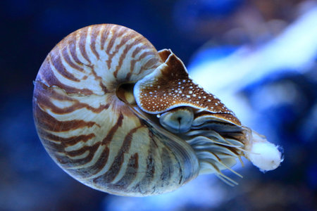 Shellfishの写真素材