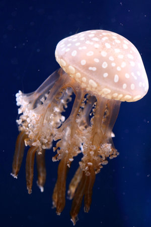 Jellyfishの写真素材