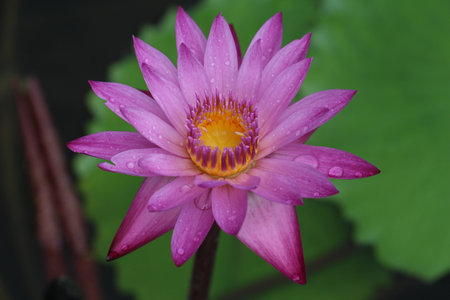 Water Lilyの写真素材