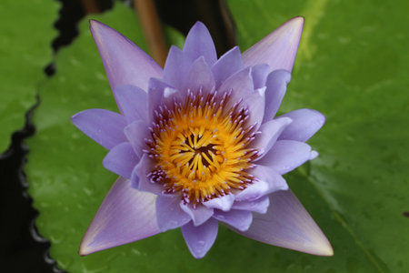 Water Lilyの写真素材