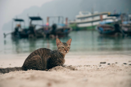 Siamese catsの写真素材
