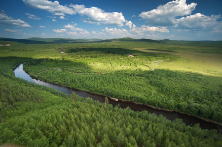 Virgin forestの写真素材