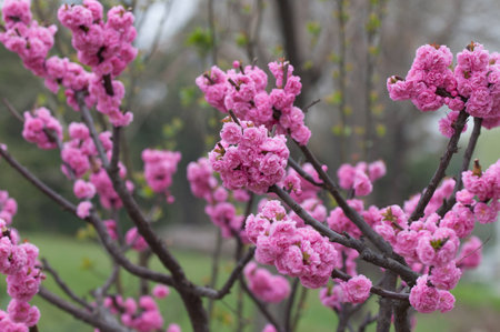 Close up to a peach blossom treeの写真素材