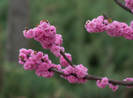 Close up to peach blossom treeの写真素材