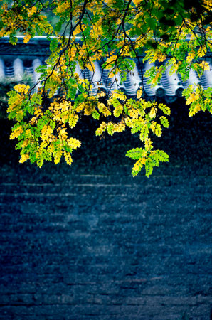 Grey wall colorの写真素材