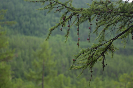 Branchの写真素材