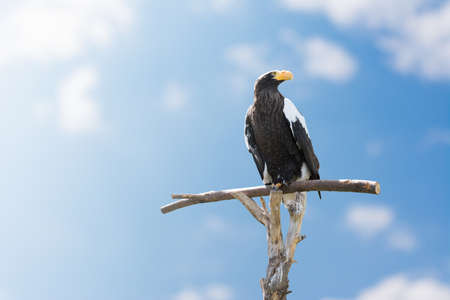 Huge eagle sitting on a perch beside blue skyの写真素材