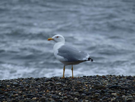 Seagull standing on the pebbly beach on the background of gray seaの写真素材
