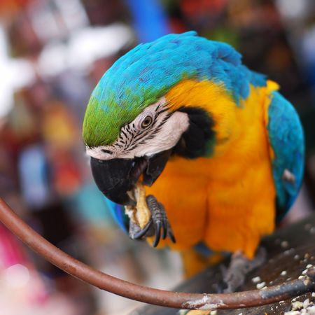 Parrotの写真素材