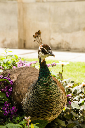 Peahen in a park walking among flowersの写真素材