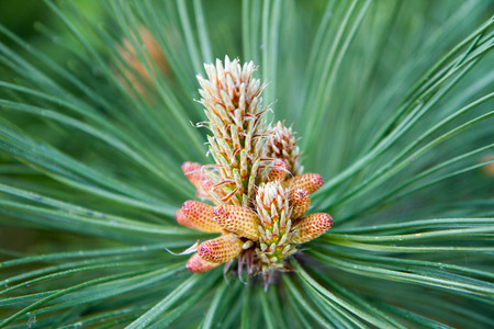 Pinus nigra (black pine) with the male pollen producing stainedの写真素材