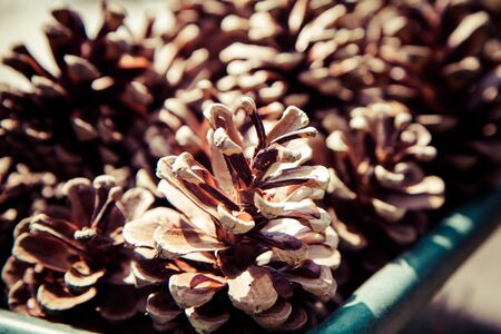 Pine cones in a boxの写真素材