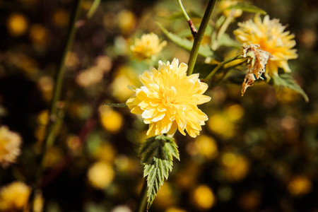 Kerria japonicaの写真素材