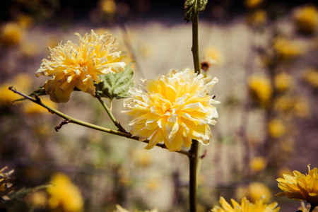 Kerria japonicaの写真素材