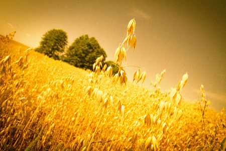 Field of oatの写真素材