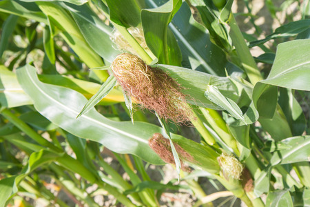 Corn growing on a fieldの写真素材