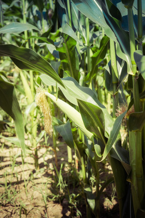 Corn growing on a fieldの写真素材
