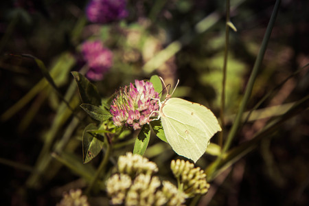 Gonepteryx rhamni (known as the common brimstone) on a clover flowerの写真素材