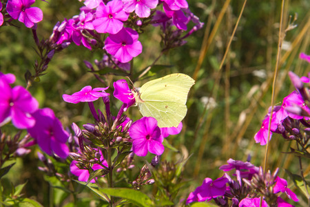 Gonepteryx rhamni (known as the common brimstone) on a clover flowerの写真素材