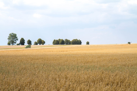 Field of oatの写真素材