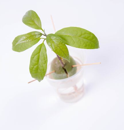 Growing an avocado plant from a pitの写真素材