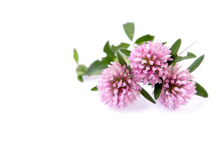 Pink clover flowers on a white backgroundの写真素材