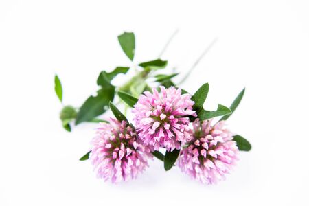 Pink clover flowers on a white backgroundの写真素材