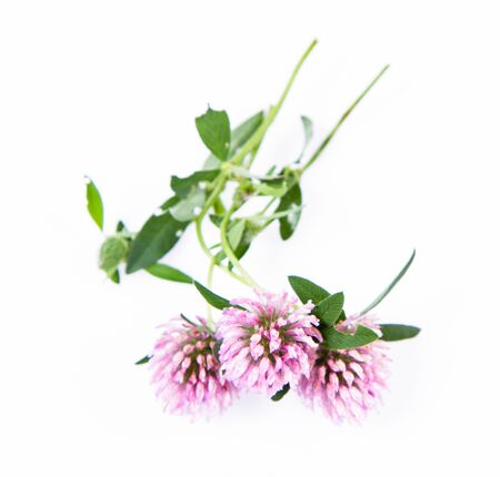 Pink clover flowers on a white backgroundの写真素材