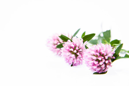 Pink clover flowers on a white backgroundの写真素材