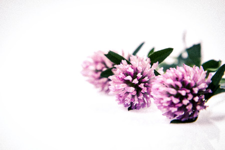 Pink clover flowers on a white background
