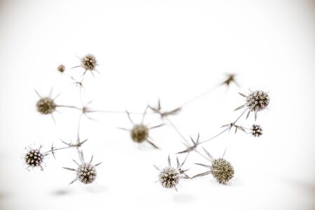Eryngium plant (Amethyst sea holly) on a white backgroundの写真素材