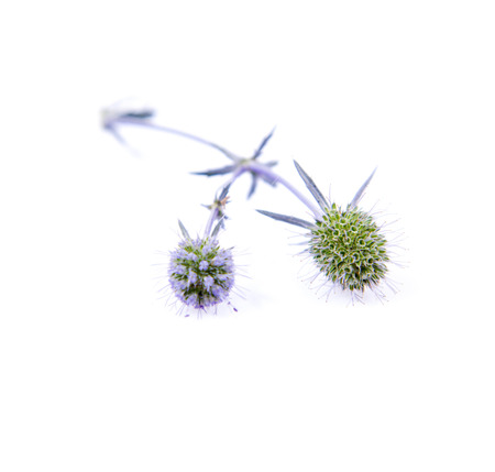 Eryngium plant (Amethyst sea holly) on a white backgroundの写真素材