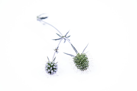 Eryngium plant (Amethyst sea holly) on a white backgroundの写真素材