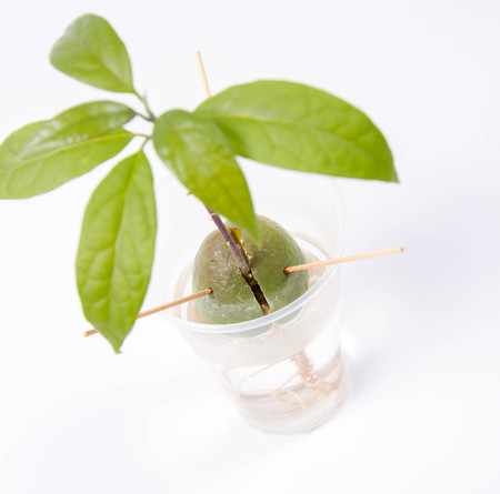 Growing an avocado plant from a pitの写真素材