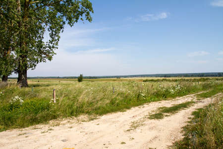 Landscape: a road in the fields and meadowsの写真素材